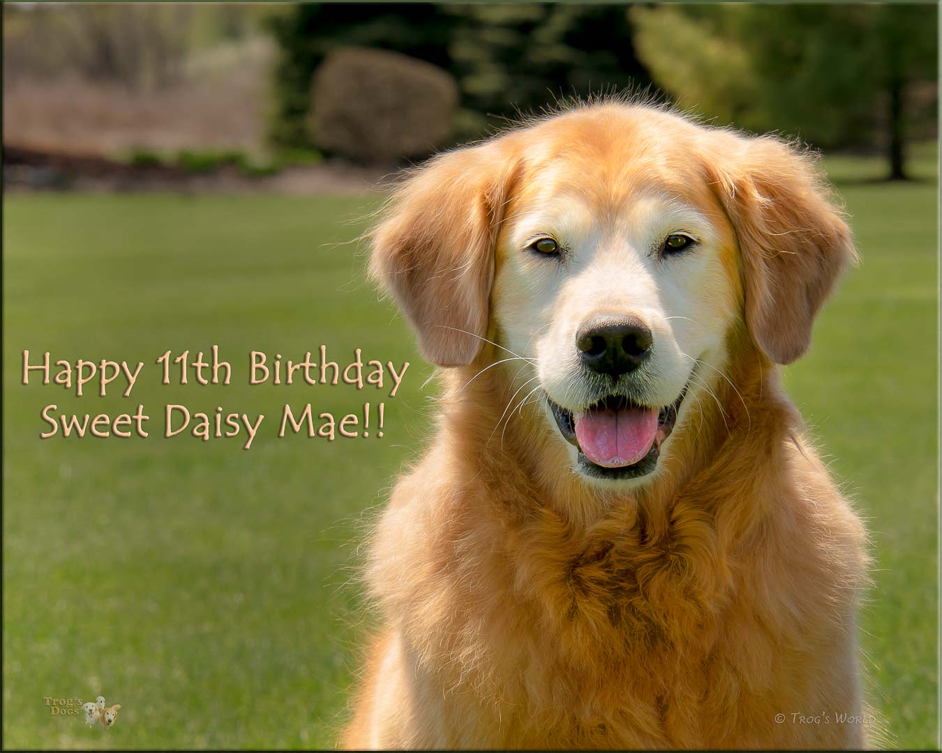 Golden Retriever Smiling