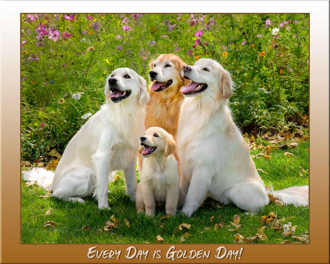 Four golden retrievers smiling