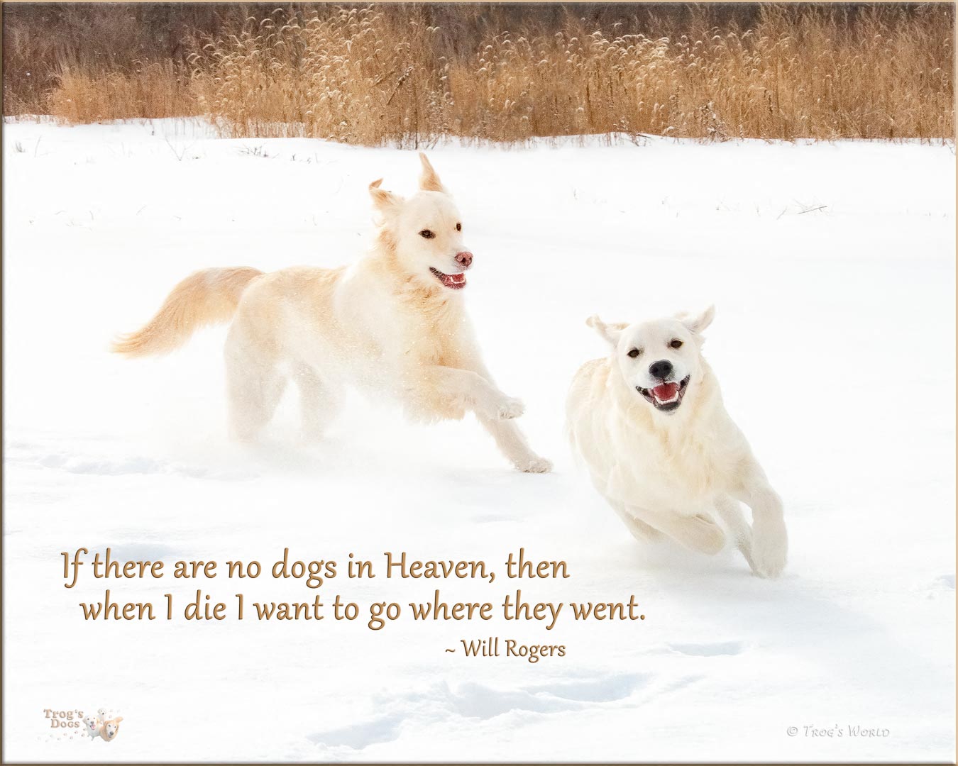 Two Golden Retrievers running in the snow