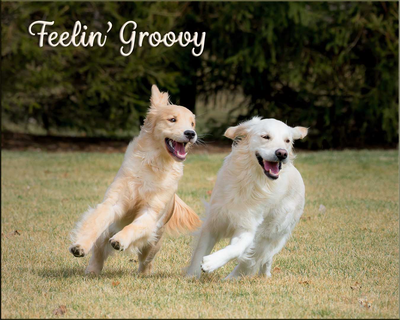 Golden Retrievers running on a spring day