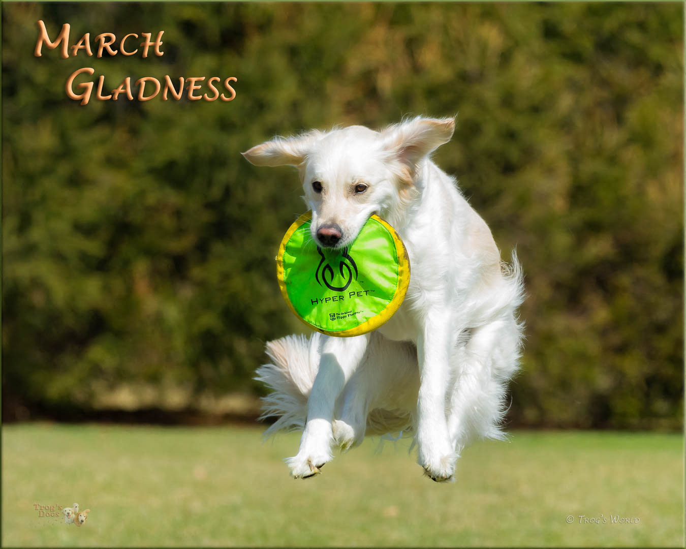 Golden Retriever catching a frisbee