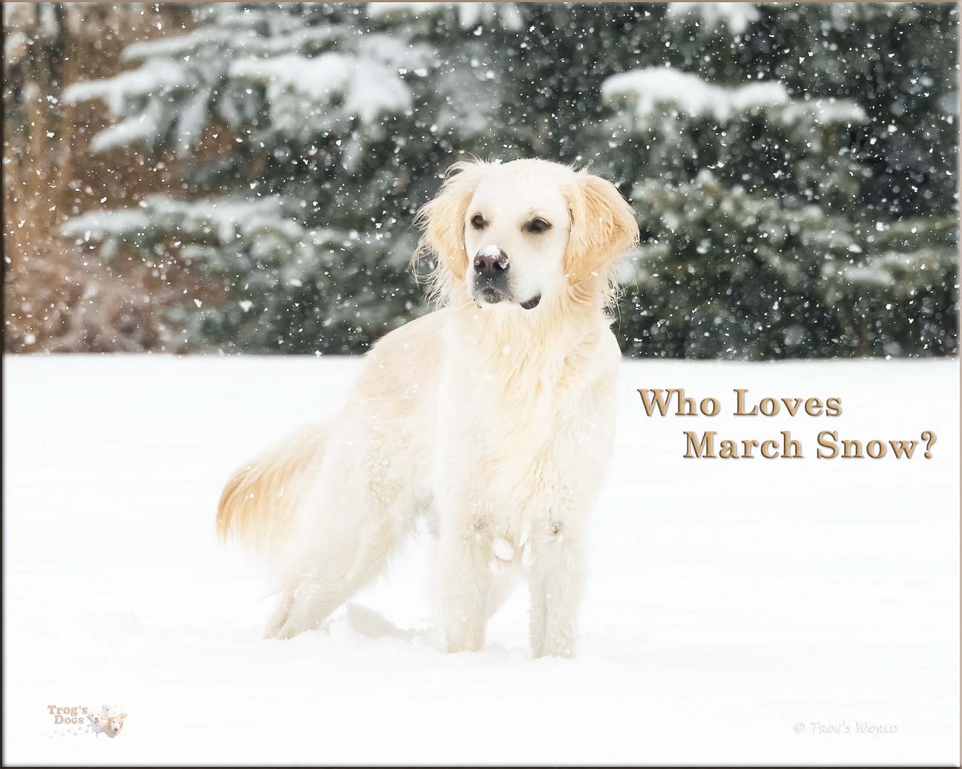 Golden Retriever in the Snow