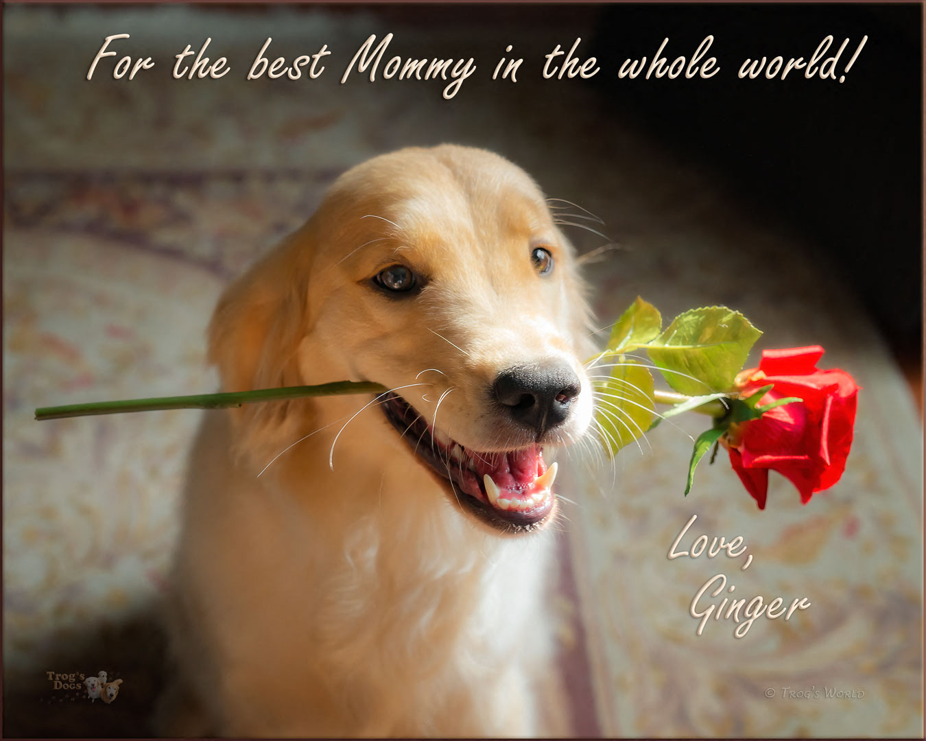 Golden Retriever with a rose for Mommy