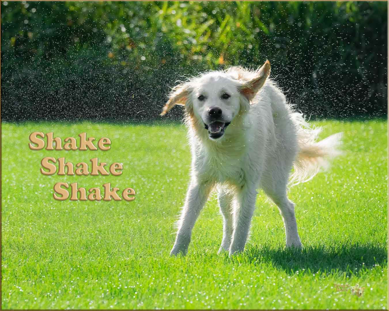 Golden Retriever shaking off the water