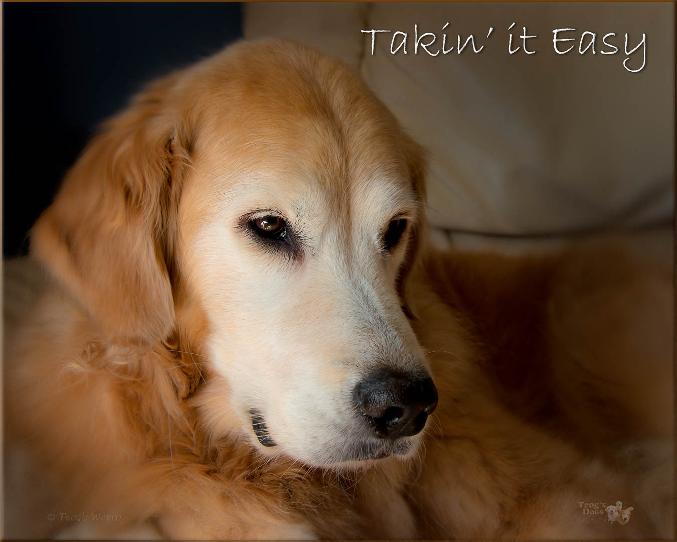 Golden Retriever relaxing on the couch