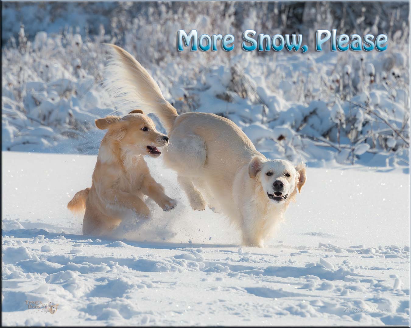 Two golden retrievers playing in the snow