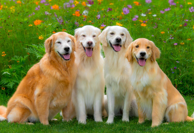 Golden Retrievers Galleries | Trog's World